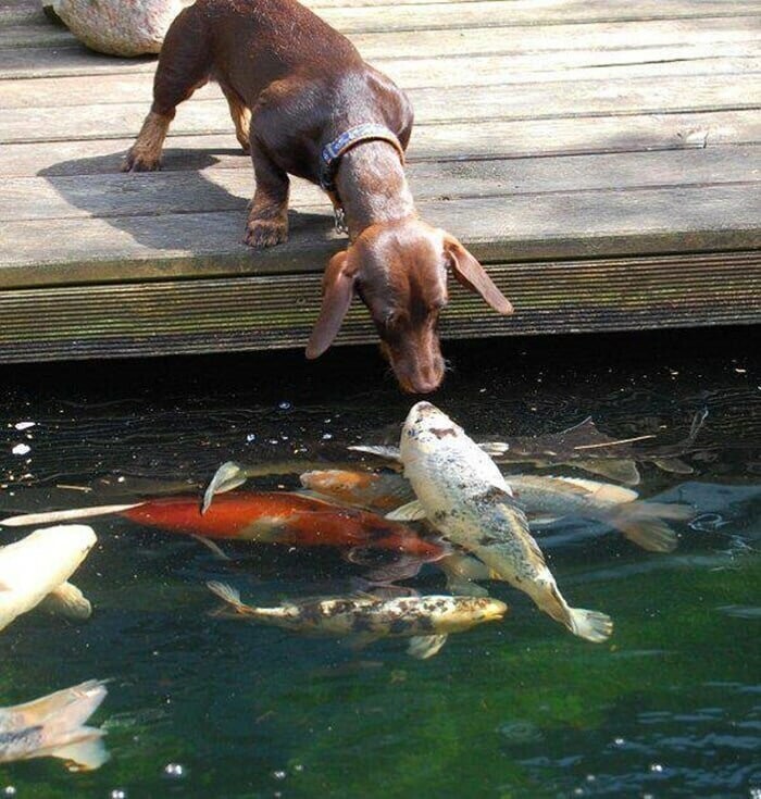 Собаки и рыбки