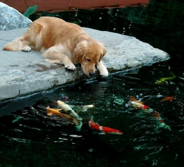 Собаки и рыбки