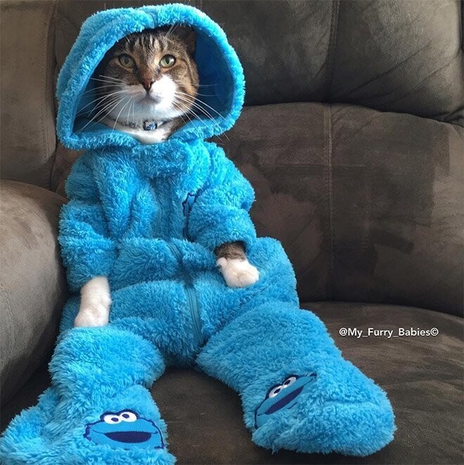 Пижамное настроение: очаровательный кот по кличке Джоуи