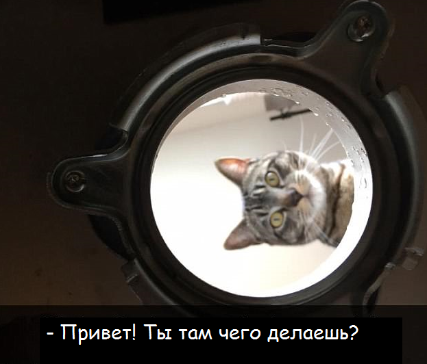 Коты - это те же люди, только коты