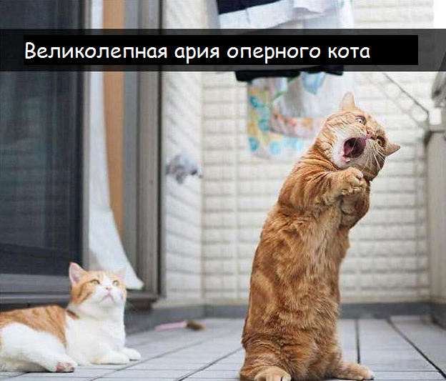 Коты - это те же люди, только коты