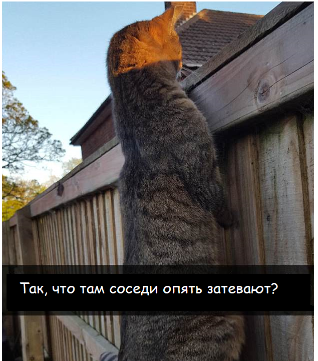 Коты - это те же люди, только коты