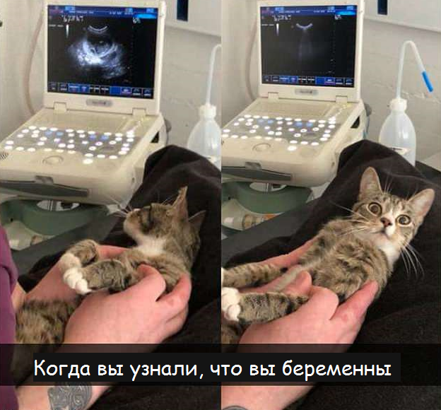 Коты - это те же люди, только коты