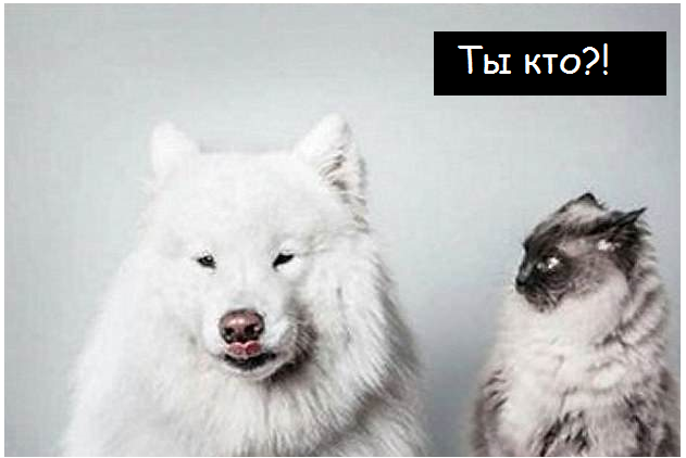 Коты - это те же люди, только коты