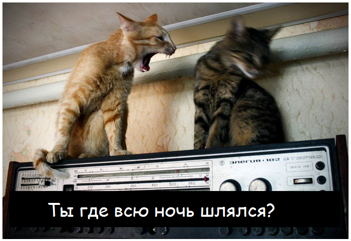 Коты - это те же люди, только коты