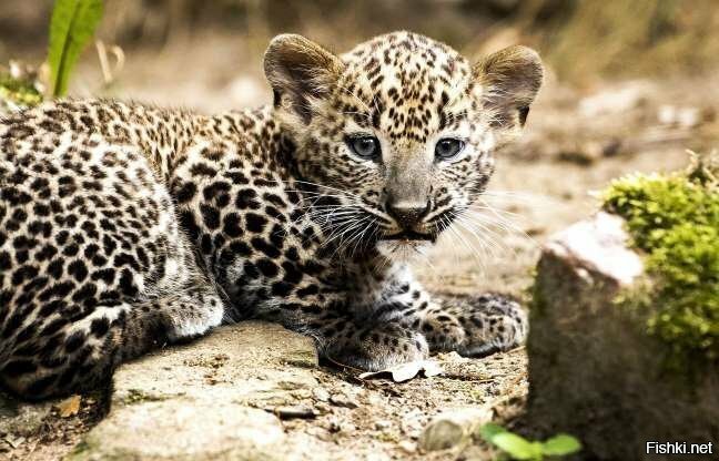 Новорожденный леопард из Шри-Ланки впервые вышел на прогулку