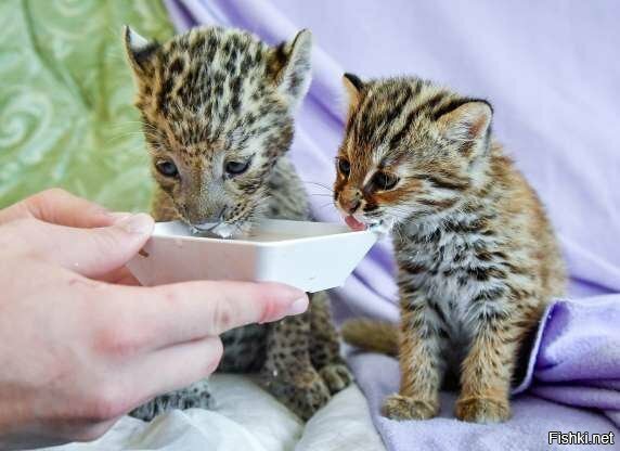 А это во Владивостоке кормят детенышей леопарда