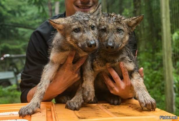 Два двухмесячных волчонка в парке дикой природы