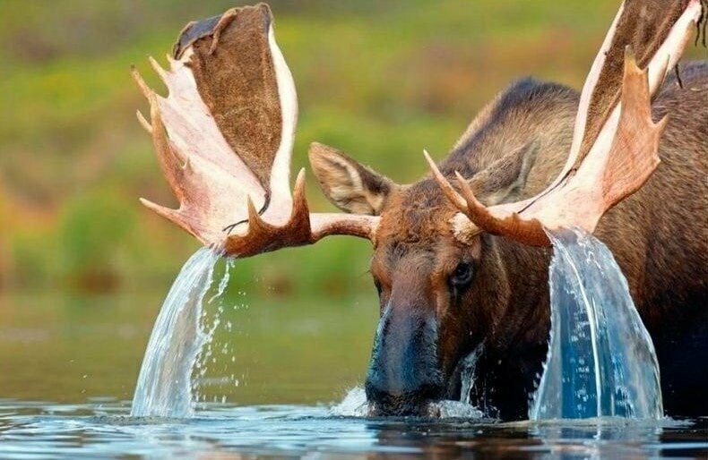 Лось, повелевающий водой