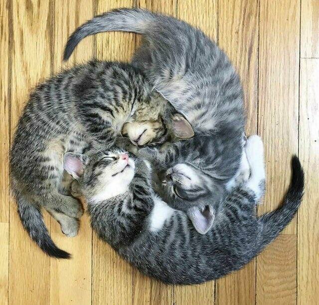 Котята, спящие в форме тайных символов