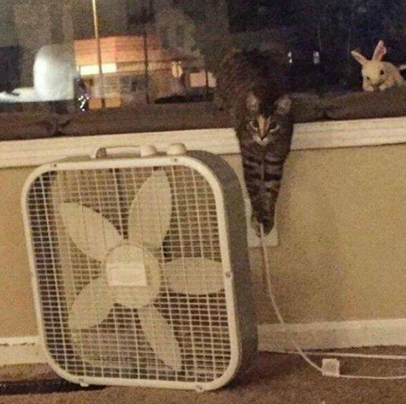 «Кто-то выключил вентилятор? Это был я! Никто ведь не заподозрит котика, правда?»