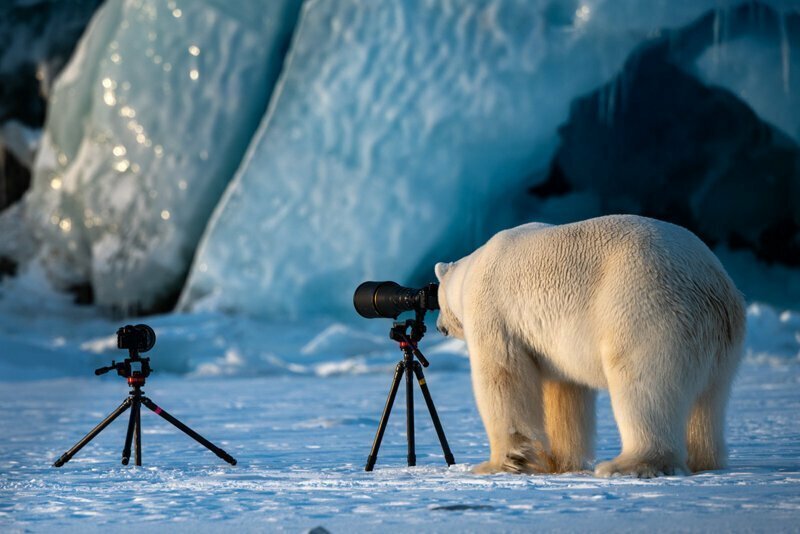 Фотографии - финалисты Comedy Wildlife Photography Awards разных лет