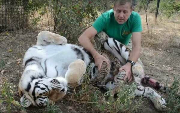 В сафари-парке «Тайган» тигрица Василиса родила четверых малышей