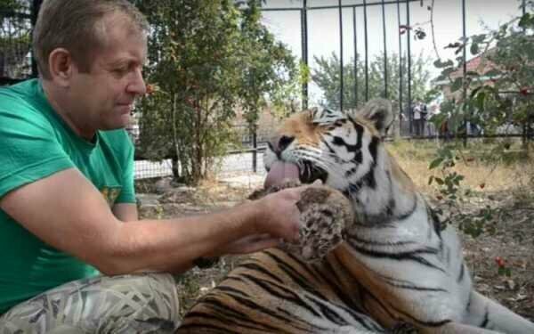 В сафари-парке «Тайган» тигрица Василиса родила четверых малышей