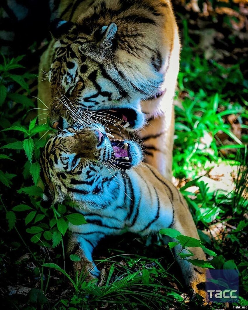Тигрята