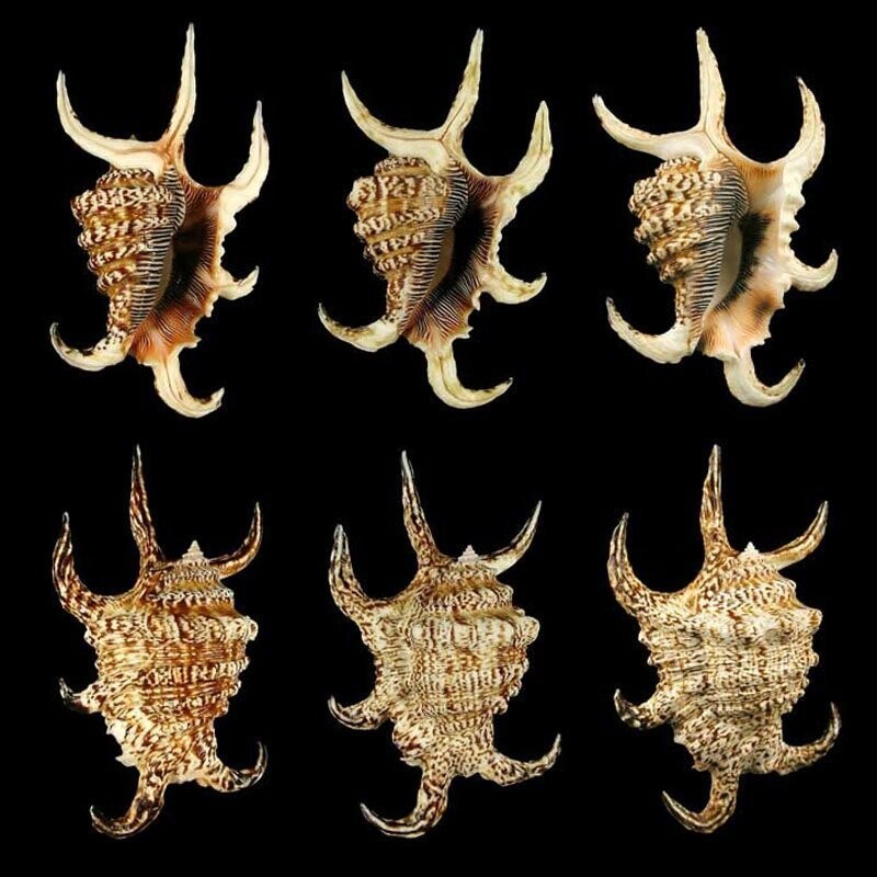 Стромбиды, или стромбусы, — семейство морских брюхоногих моллюсков. Lambis chiragra