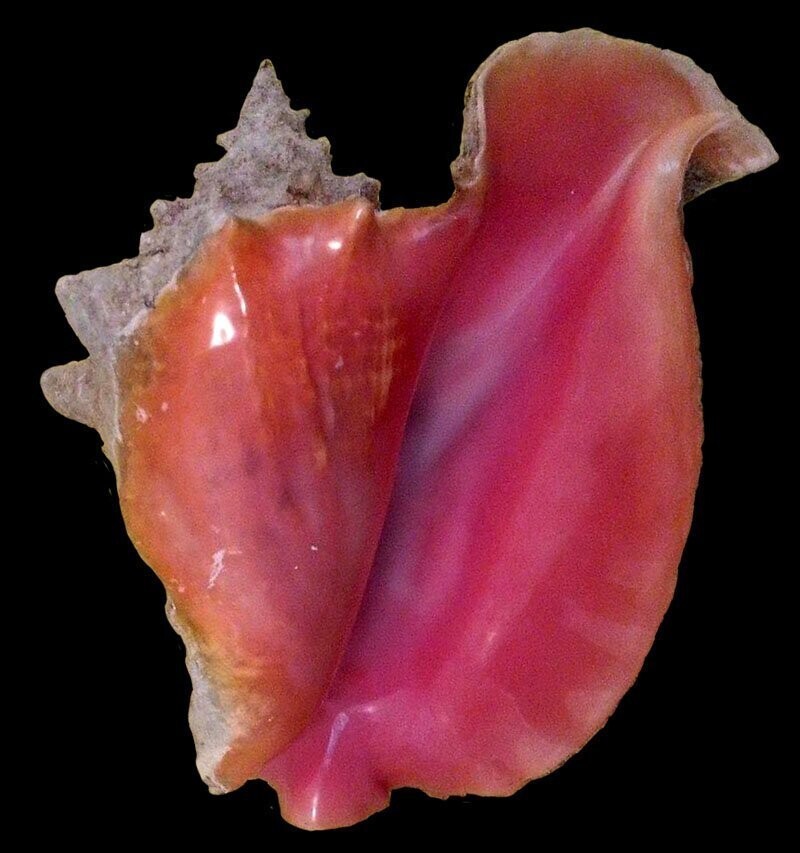 Гигантский стромбус, или королевский стромбус — брюхоногий моллюск из семейства Strombidae.
