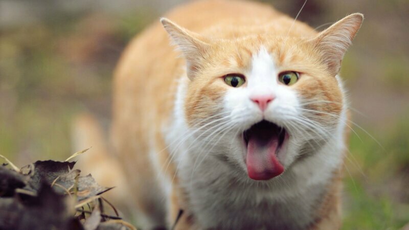 ТОП-3: причины, вызывающие тошноту и рвоту у кота