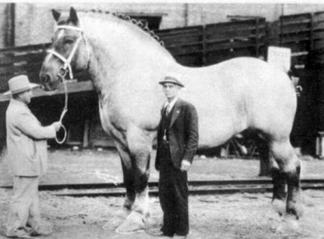 10. Самая крупная на тот момент лошадь в мире, 1929 год