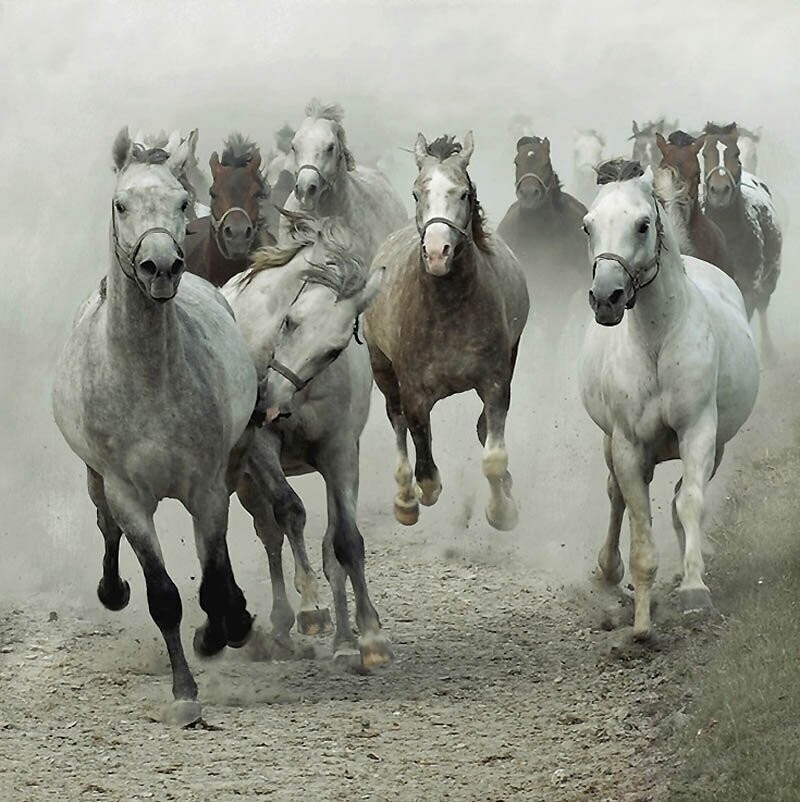 13. Хотя многие арабские лошади кажутся белыми, они не белые. 