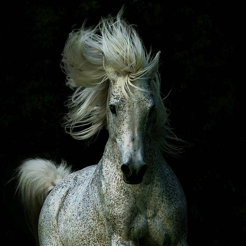 24. В 80-е годы арабские лошади стали популярным символом статуса, и их продавали как произведения искусства.