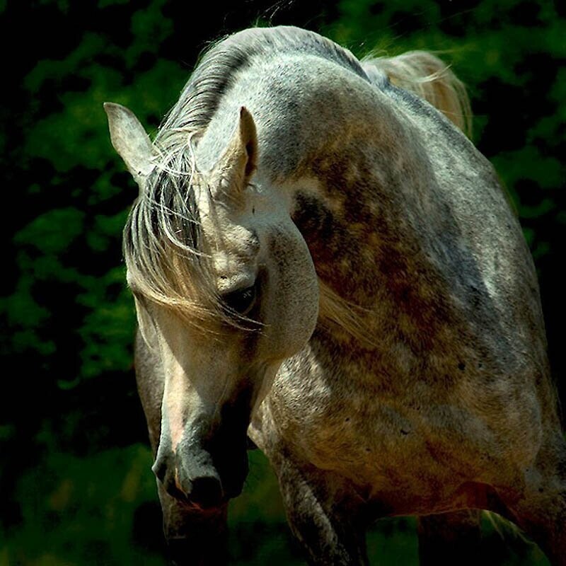 28. Чистокровной арабской лошадью является та, которая зарегистрирована в арабской книге чистокровных лошадей.