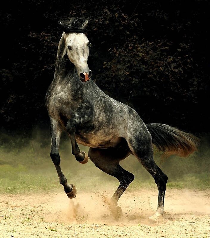 32. Арабских лошадей можно зачастую увидеть на эмблемах отдельных команд.