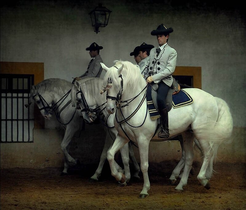 18. На Всемирных конных играх 2002 года две андалузские лошади были в команде объездки лошадей, которые получили бронзовую медаль. 