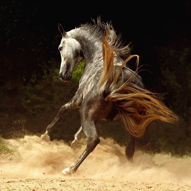 27. Арабская лошадь происходит из арабской пустыни, и все арабские лошади так или иначе имеют отношение к этому источнику.