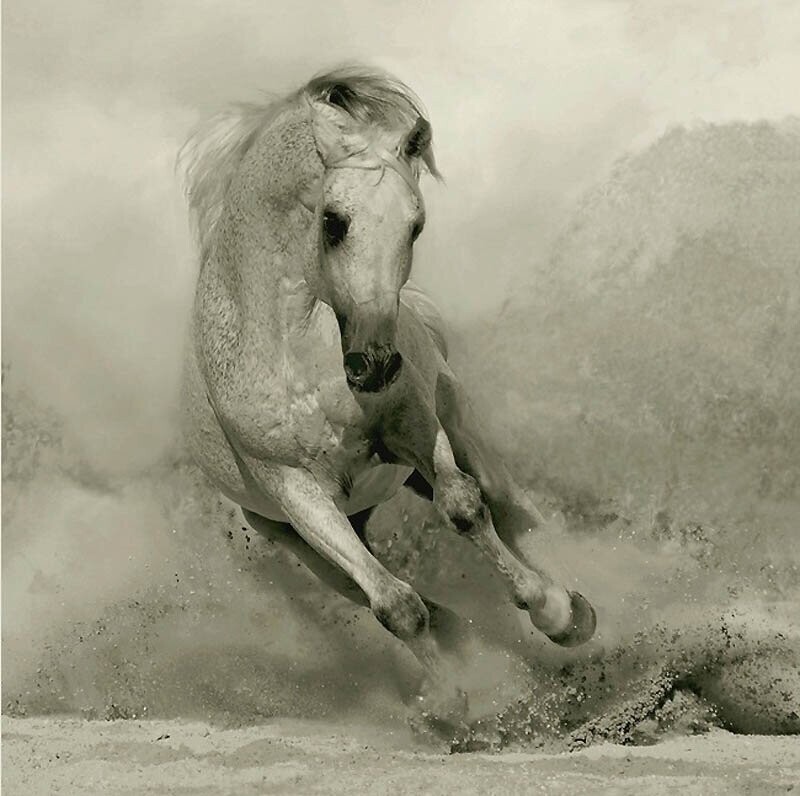 11. Как и в случае с другими теплокровными, чувственность и ум арабской лошади помогают ей быстро учиться и отлично общаться со своими наездниками. 