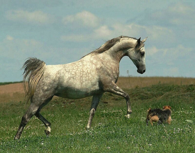 10. Другие отличительные черты арабской лошади — это относительно длинный приподнятый круп и высокая посадка хвоста.
