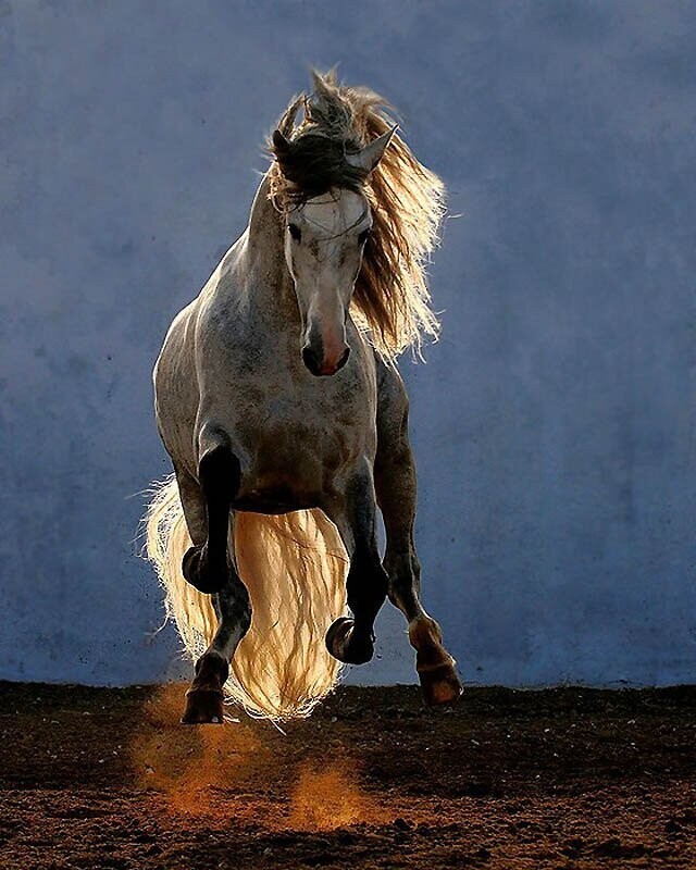12. Андалузские лошади известны своей подвижностью и способностью быстро учить сложные движения, такие как повороты на бедрах.