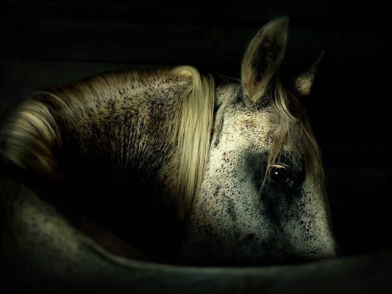 25. Цены на эту породу взлетели в США после аукциона 1984 года, на котором лошадь по имени Любовное Зелье ушла с молотка за 2,55 миллиона долларов, а самой дорогой арабской лошадью стал жеребец Падрон, проданный за 11 миллионов долларов.