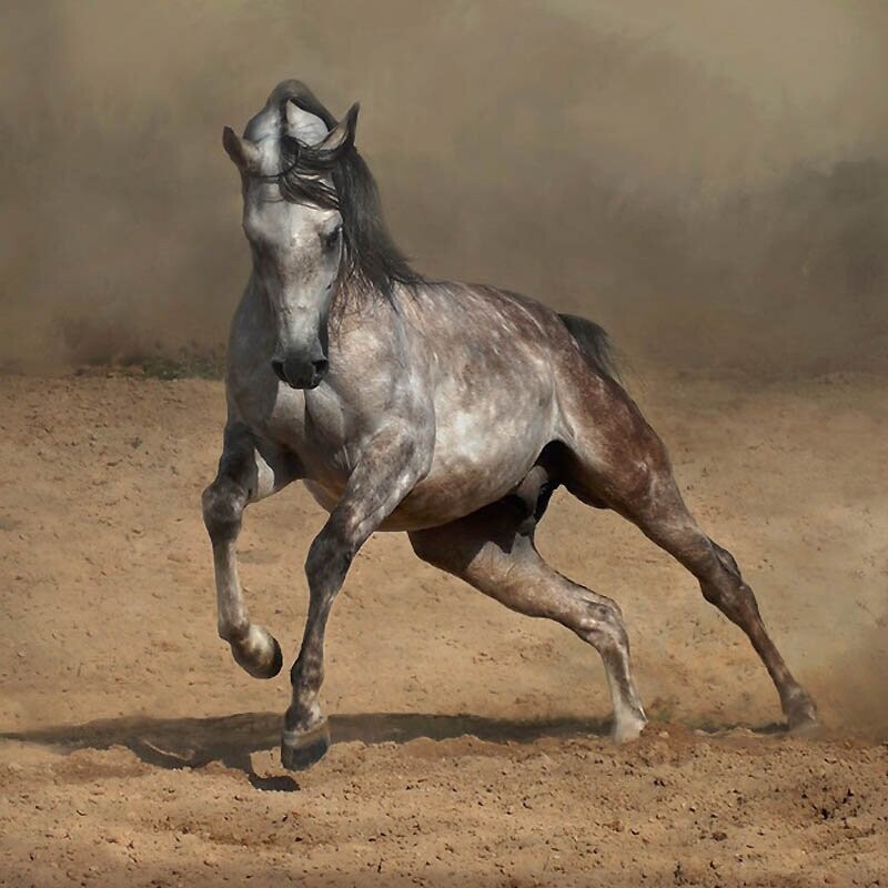 29. Арабские лошади очень подвижны и часто появляются на скачках, дисциплинах по держанию в седле, охоте, объездке, гонках на выносливость, молодежных соревнованиях, мероприятиях по искусству верховой езды.