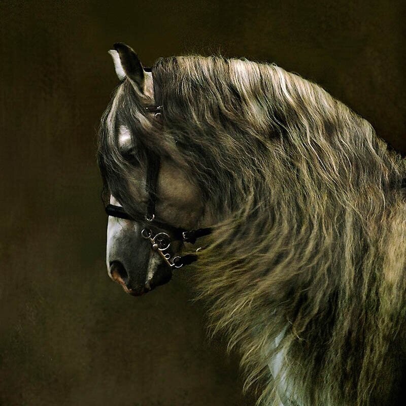 14. Андалузские лошади имеют длинные густые гривы и хвосты.