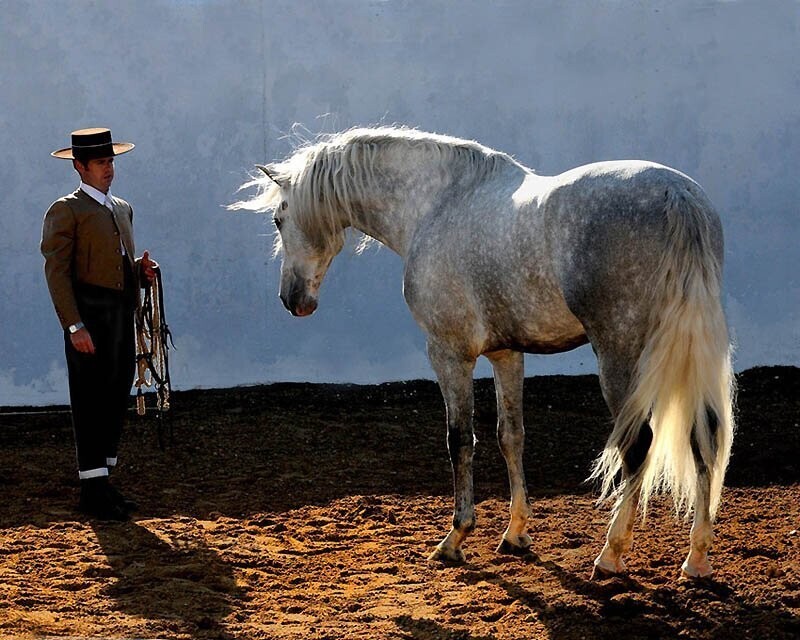 33. Андалузских лошадей используют для скачек, развлечения и выставок.