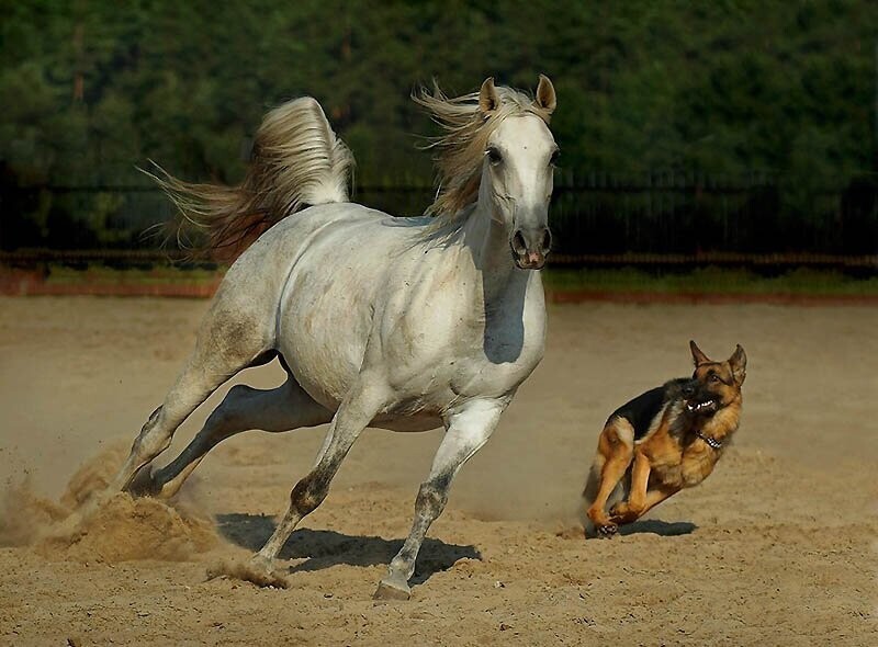 4. Собака и лошадь.