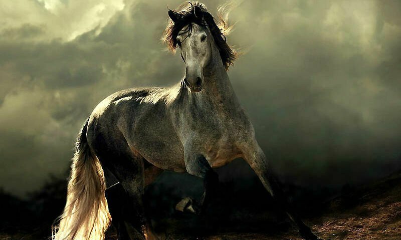 1. Испанские лошади — Фантазия.