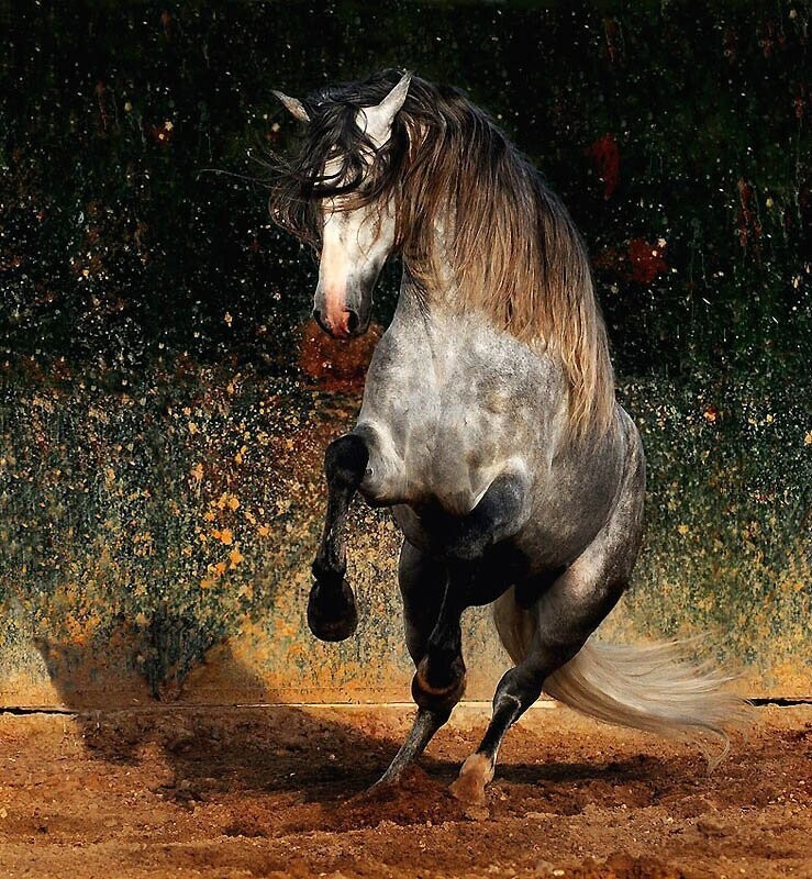 17. Андалузские лошади, рост которых составляет 157-168 см, элегантные и отлично скроенные.