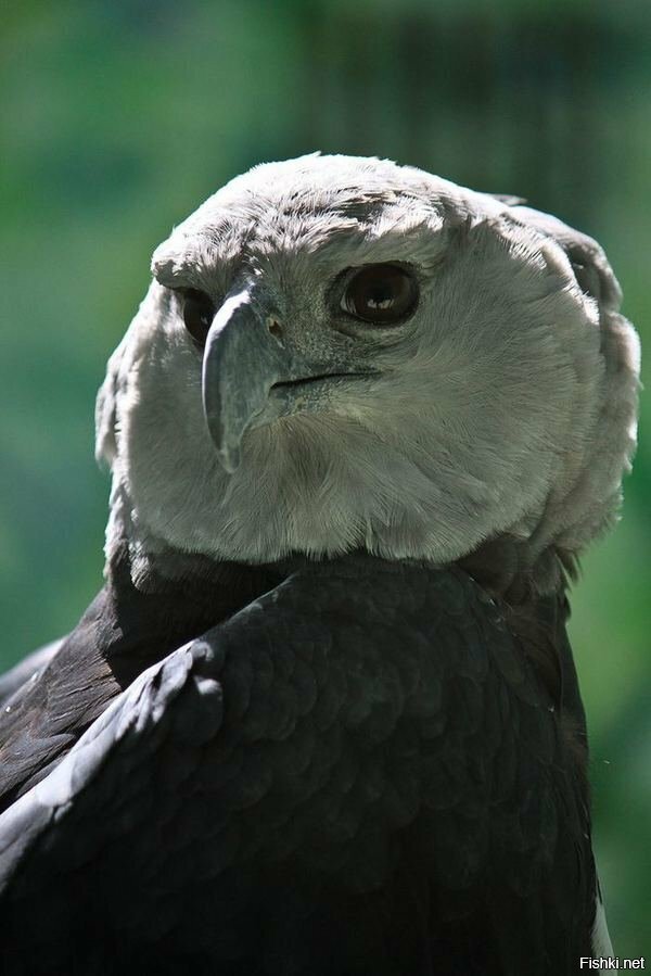 Посмотрите на это чудо природы  - самый большой орел в мире