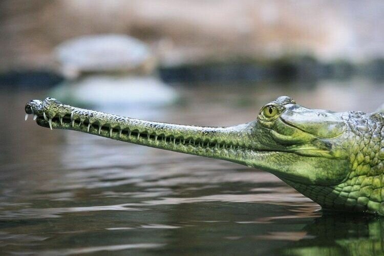 Африканский узкорылый крокодил может достигать 4 метров в длину, а в его длинной и тонкой пасти умещаются от 64 до 70-ти зубов