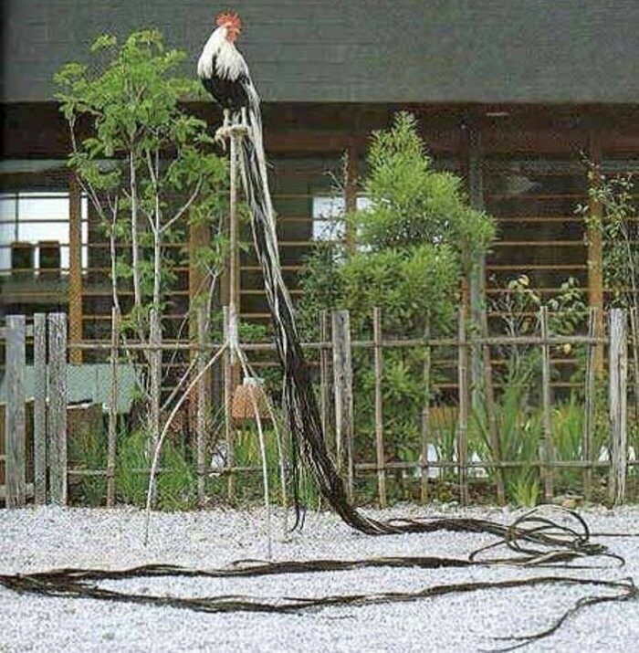 Онагодари - порода кур, которые обитают в Японии