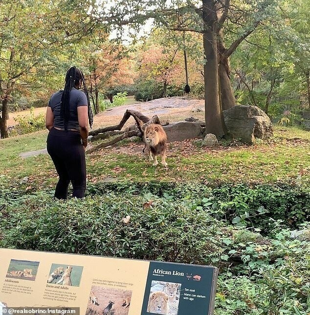 Посетительница Бронксского зоопарка, личность которой неизвестна, переступила через барьер безопасности и зашла в вольер со львом