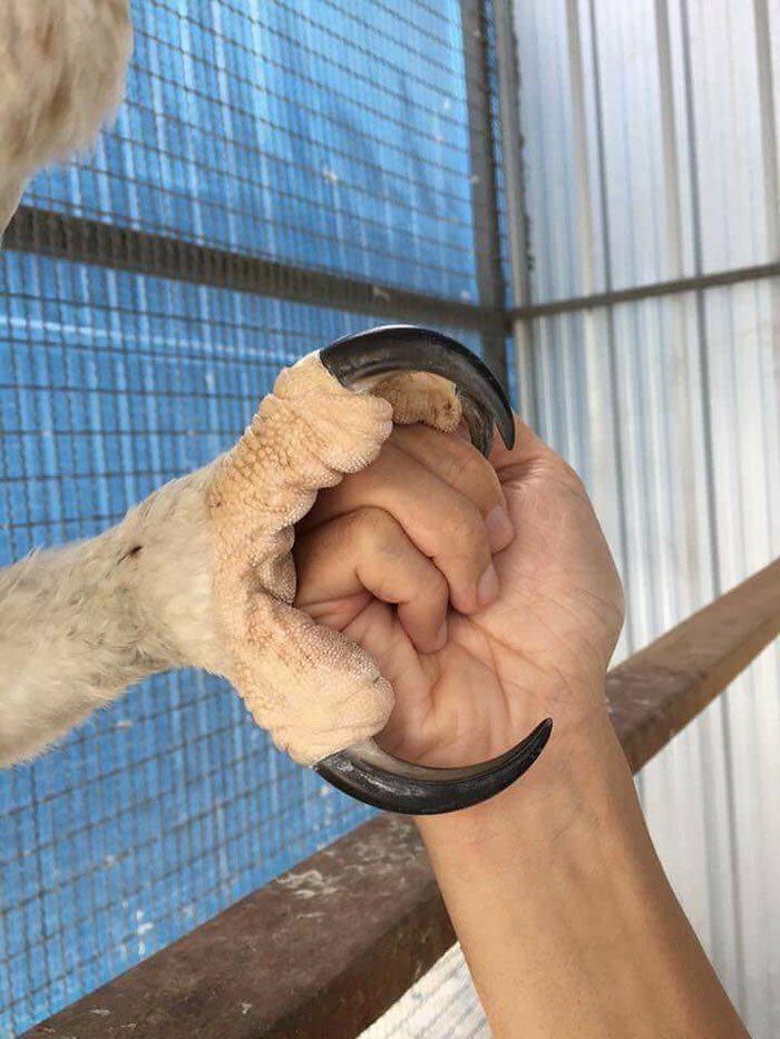 Южноамериканская гарпия: птица, которую принимают за переодетого человека