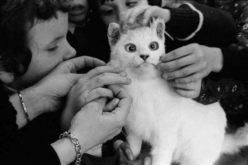 Слепые дети знакомятся с кошкой, 1981 г. Фотограф: Jane Atwood.
