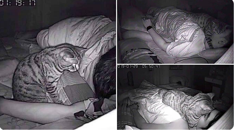 Хозяин этой кошки задыхался по ночам, но не мог узнать причину, поэтому поставил камеру. Оказалось, его «душила» безмерная любовь питомца