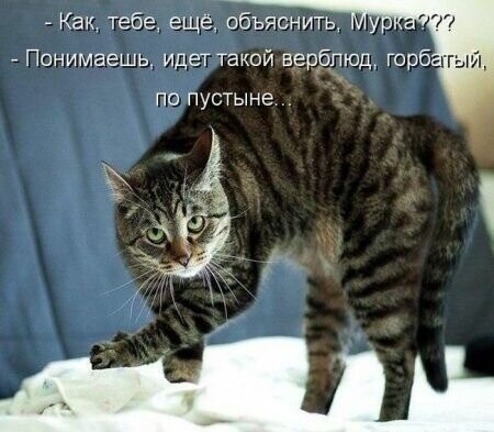 А " блондинка" то на самом деле красивее