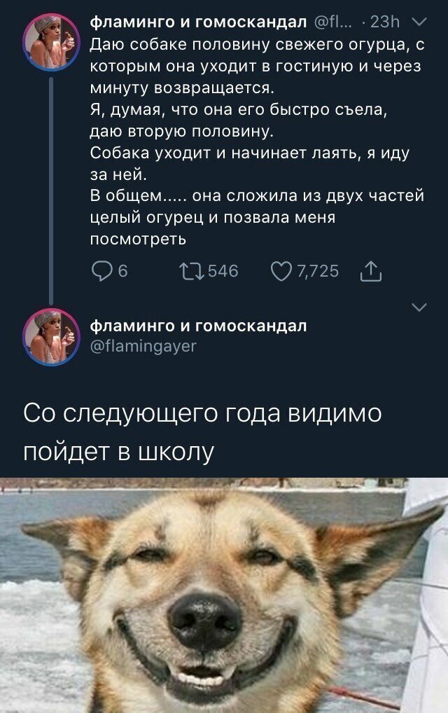 О братьях наших меньших