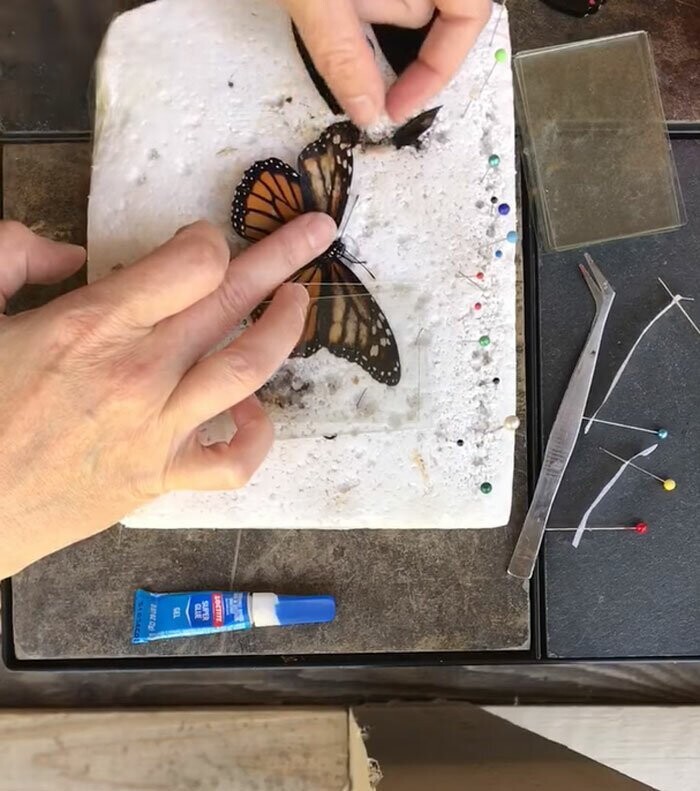 Пошаговое руководство, как вернуть бабочке возможность летать