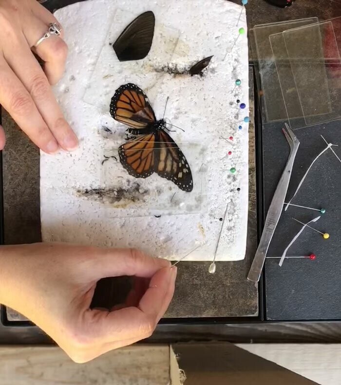 Мастерица проводит успешные операции по пересадке крыльев бабочкам